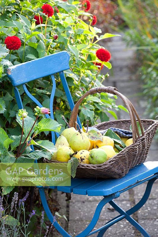 Jardin d'automne avec coings dans un panier sur une chaise, Cydonia oblonga 
