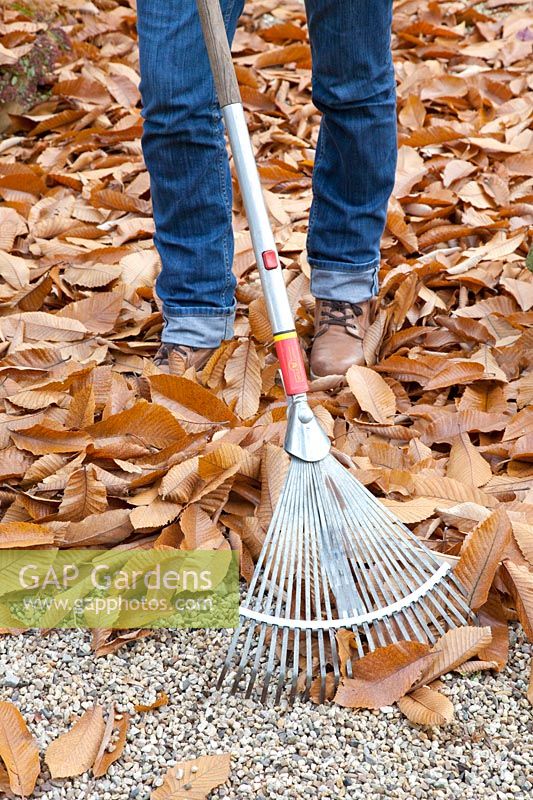Ratisser les feuilles d'automne sur les surfaces de gravier 