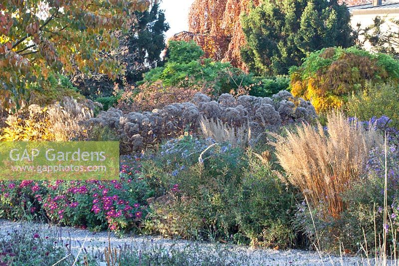 Jardin en automne, Dendranthema grandiflora Oury, parapluie géant Eupatorium maculatum 