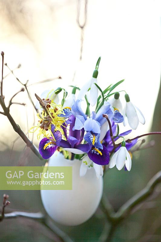 Vase à œufs suspendu avec fleurs d'hiver, Galanthus, Iris reticulata Alida, Iris reticulata Harmony, Hamamelis intermedia Arnold Promise 