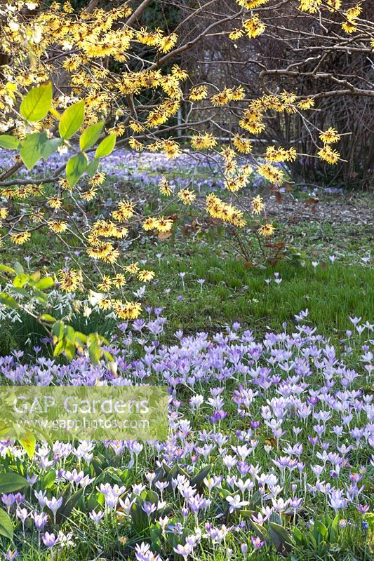 Hamamélis et crocus, hamamélis, Crocus tommasinianus 