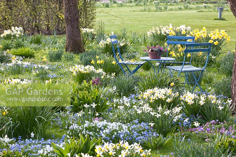 Prairie avec plants d'oignons et siège, Narcissus cyclamineus Jack Snipe, Scilla siberica, Puschkinia scilloides libanotica 