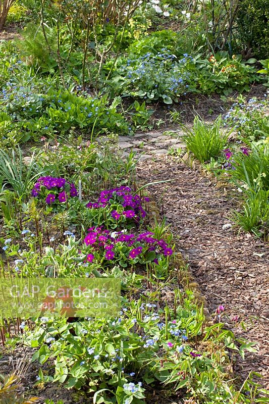 Lit au printemps avec des primevères et des plantes commémoratives, Primula, Omphalodes verna 
