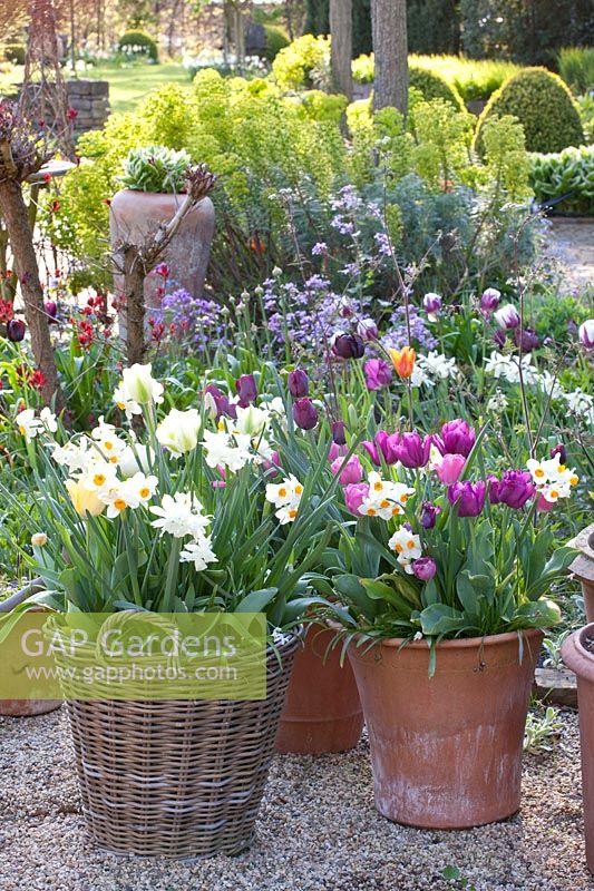 Plantes d'oignon dans un panier, Narcissus triandrus Thalia, Narcissus tazetta Geranium, Tulipa Spring Green, Tulipa Ronaldo, Tulipa Passionale 