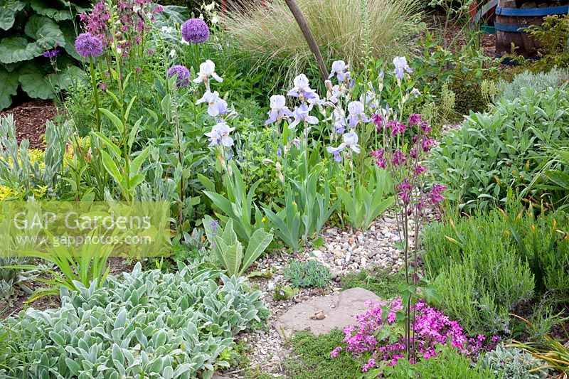 Jardin de gravier, Iris barbata, Stachys byzantina Silver Carpet, Phlox subulata, Salvia officinalis 