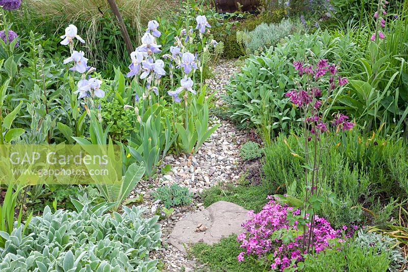 Jardin de gravier, Iris barbata, Stachys byzantina Silver Carpet, Phlox subulata, Salvia officinalis 