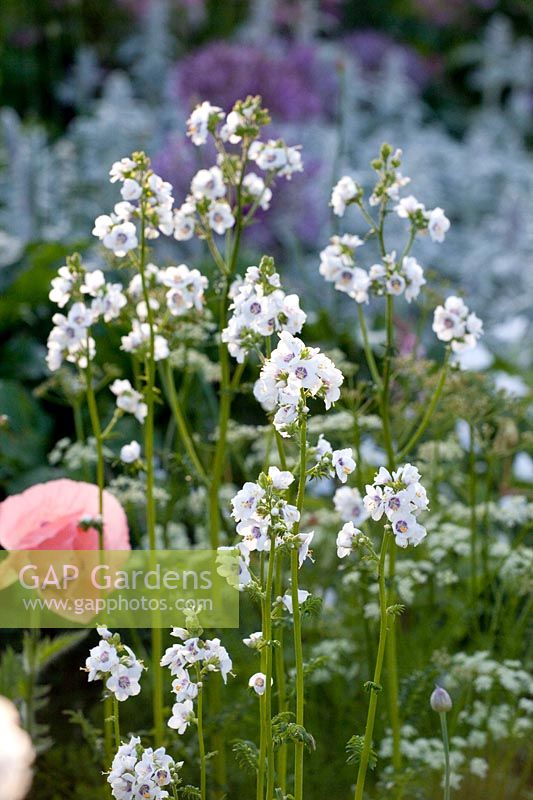 Échelle de Jacob à fleurs blanches, Album Polemonium caeruleum 