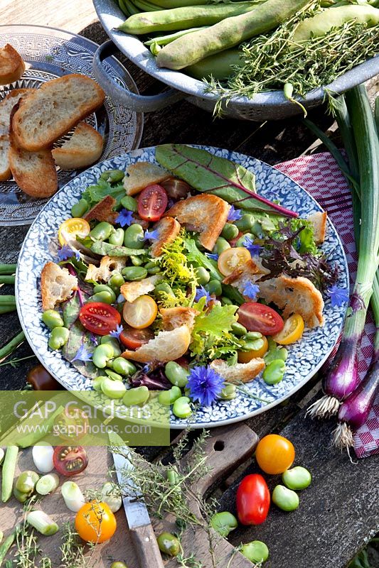 Salade de pain toscan aux tomates et fèves, Solanum lycopersicum, Vicia faba 
