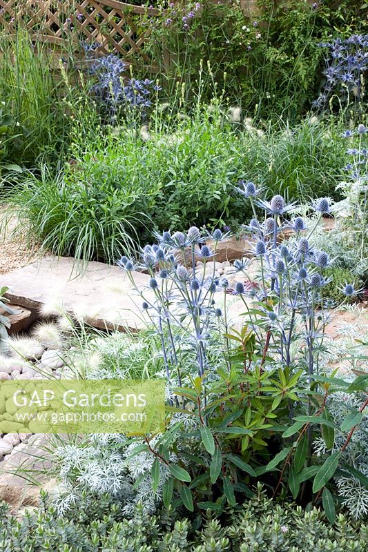 Jardin avec ruisseau sec, Eryngium, Artemisia, Pennisetum 