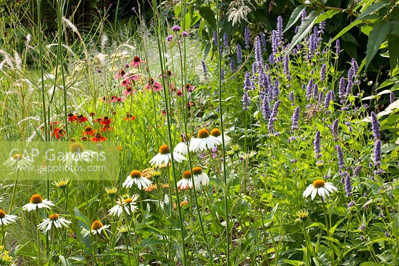 Lit avec des arbustes de prairie, Echinacea purpurea Alba, Helenium Mardi Gras, Stipa Ichu, Agastache rugosa Blue Fortune 