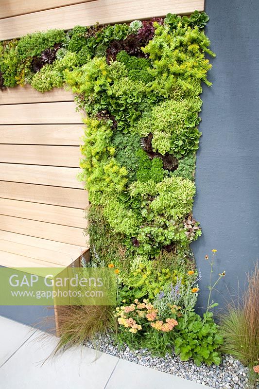 Mur végétal dans un jardin moderne 