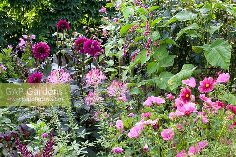 Lit avec fleurs d'été annuelles et dahlias, Cosmos bipinnatus Rubenza, Lavatera trimestris, Cleome, Dahlia Purple Haze, Persicaria orientalis 