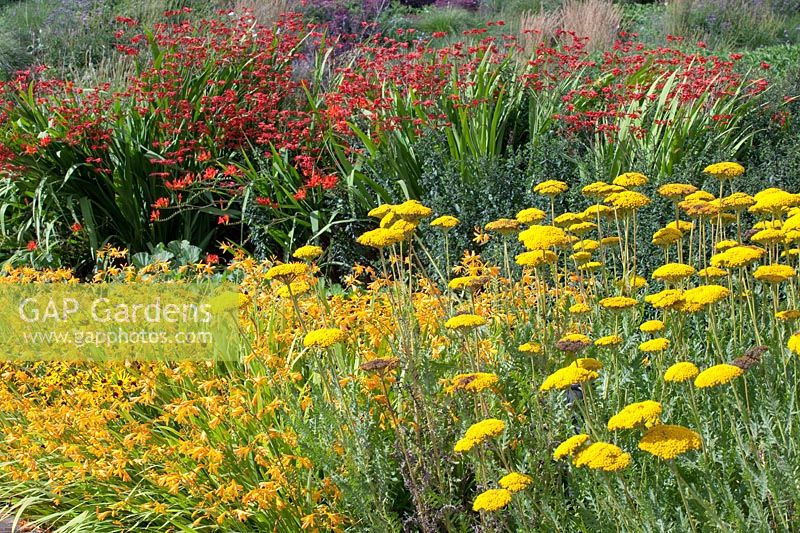 Achillea Coronation Gold, Rudbeckia, Crocosmia George Davidson, Crocosmia Lucifer 