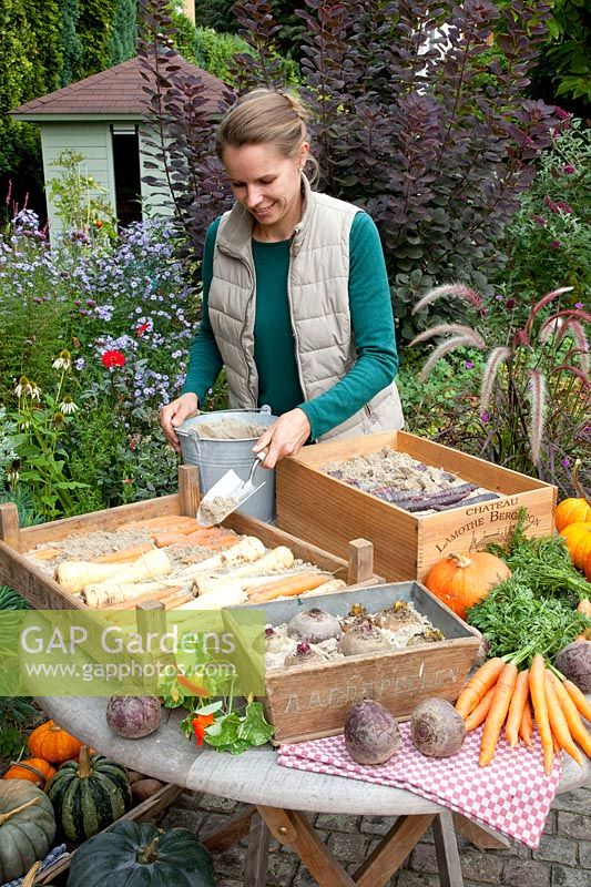 Conservez les légumes-racines dans des boîtes avec du sable en automne, Pastinaca sativa, Daucus carota, Beta vulgaris 