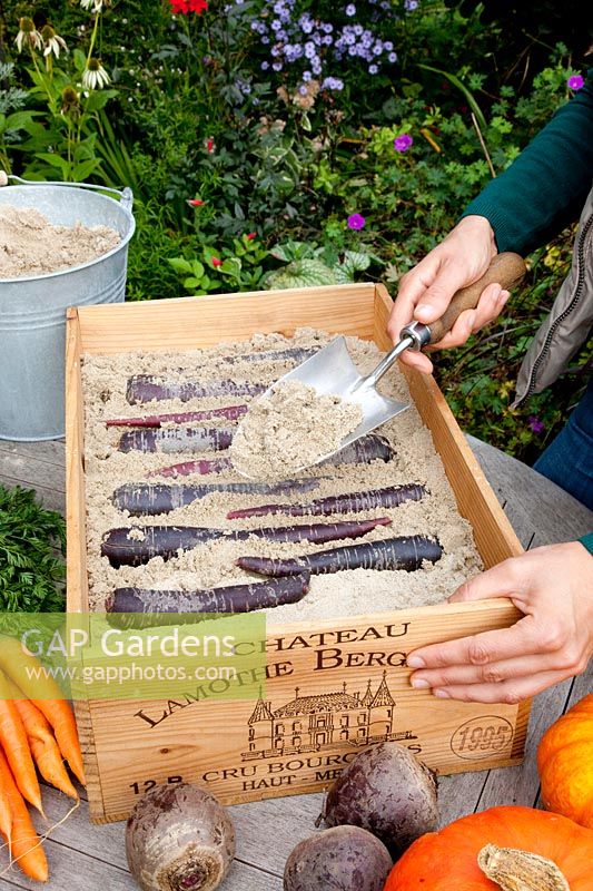 Conservez les carottes violettes dans une boîte avec du sable en automne, Daucus carota Purple Haze 