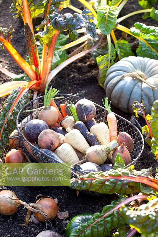 Panier de récolte avec légumes-racines, panais, carottes, betteraves et navets 
