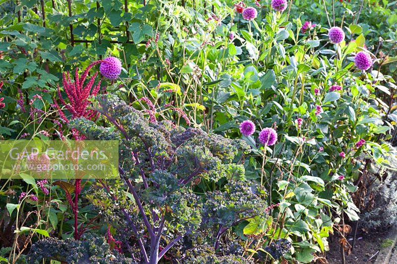 Lit avec chou frisé et dahlias, Dahlia, Brassica oleracea Redbor 