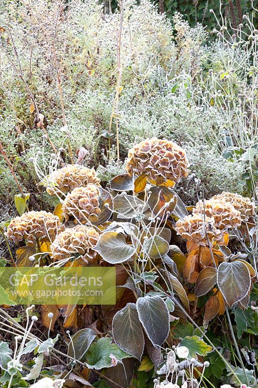Hortensia et asters en gel, Hydrangea macrophylla Magical Amethyst, Aster laevis Calliope, Aster novi belgii Beechwood Charm 