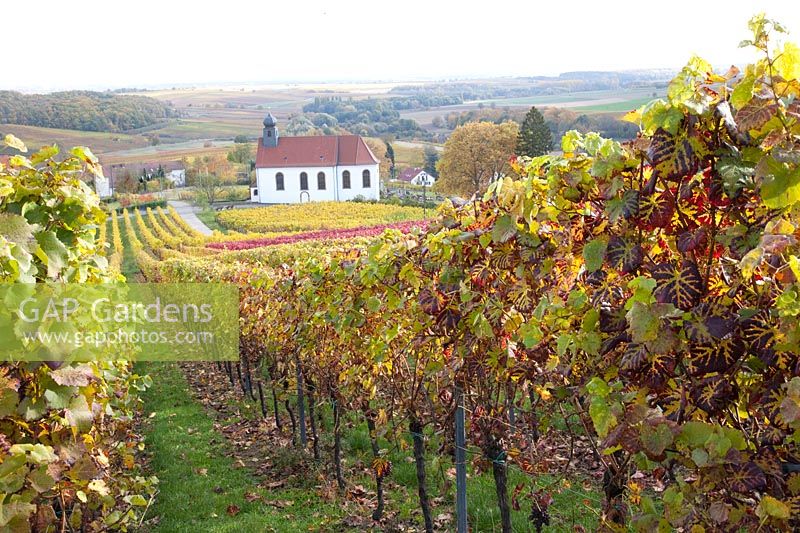 Vignoble du Palatinat à la fin de l'automne, Vitis vinifera 