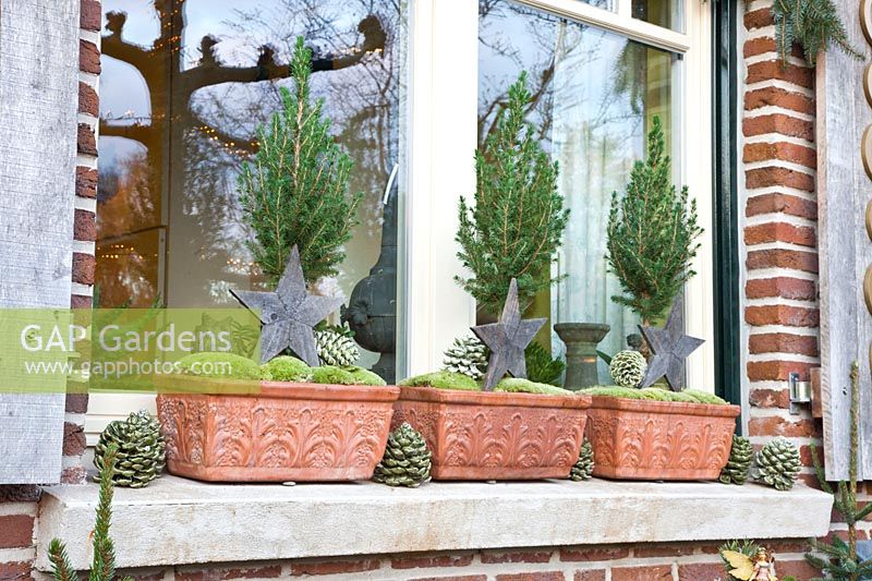 Fenêtre décorée pour Noël avec des conifères nains 