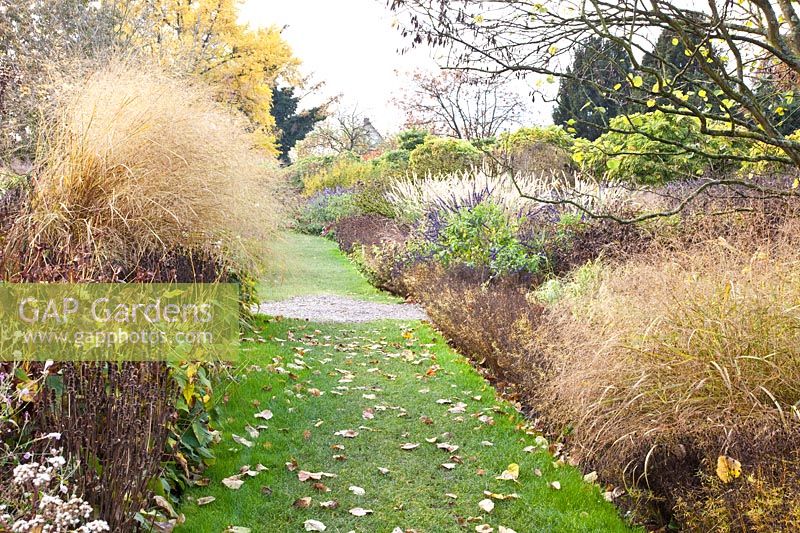 Chemin d'herbe flanqué de lits d'herbe à la fin de l'automne, Panicum virgatum 