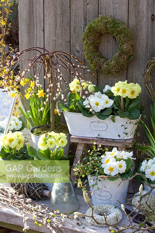 Primevères blanches et jaunes dans une boîte et des pots de balcon, Primula, Salix caprea Pendula 