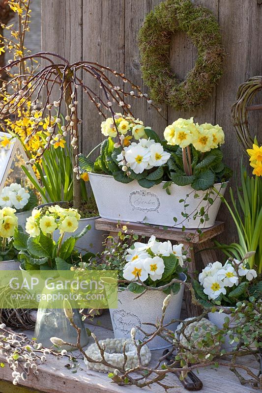Primevères blanches et jaunes dans une boîte et des pots de balcon, Primula, Saliix caprea Pendula 