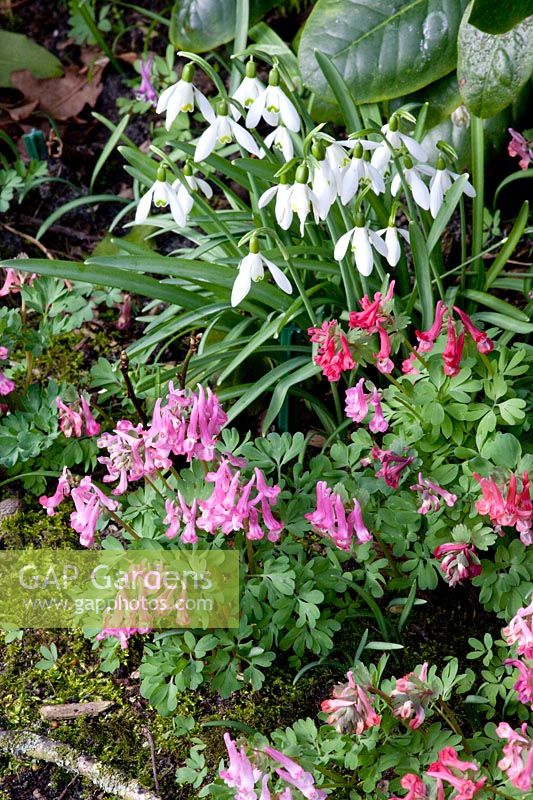 Combinaison de perce-neige et de pied d'alouette, Galanthus, Corydalis solida 