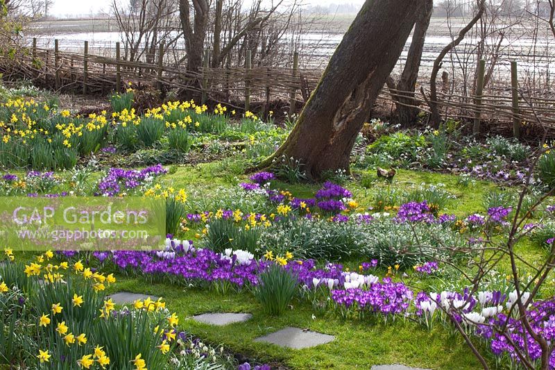 Prairie avec plants d'oignons, Narcissus cyclamineus February Gold, Crocus Ruby Giant, Crocus vernus Jeanne d'Arc 