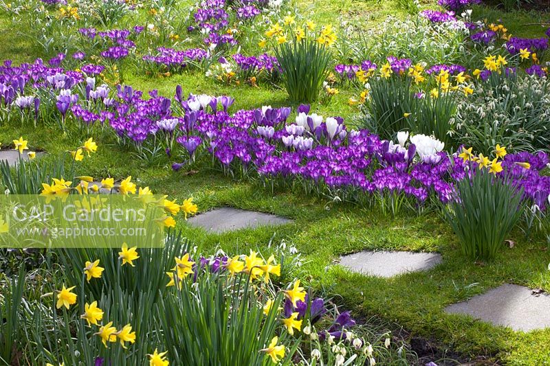 Prairie avec plants d'oignons, Narcissus cyclamineus February Gold, Crocus Ruby Giant, Crocus vernus Jeanne d'Arc 