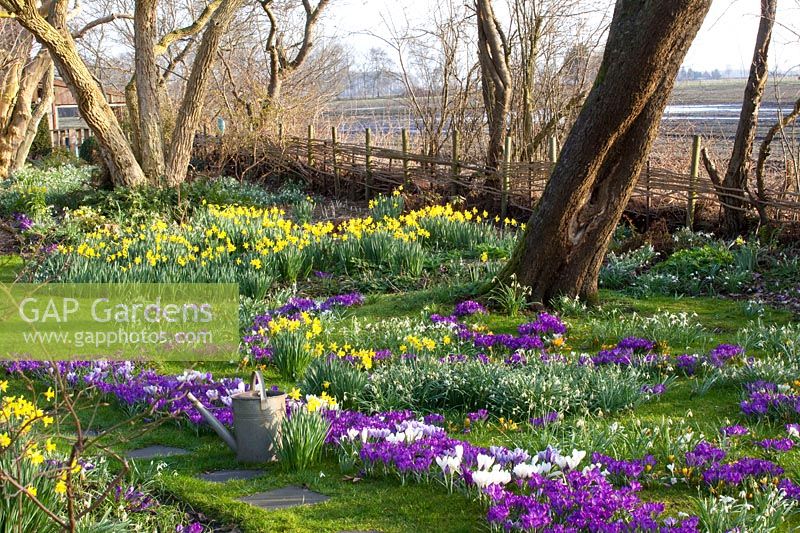 Prairie avec plants d'oignons, Narcissus cyclamineus February Gold, Crocus Ruby Giant, Crocus vernus Jeanne d'Arc 