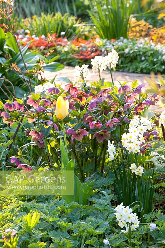 Lit au printemps avec des roses et des jonquilles printanières, Helleborus orientalis, Narcissus 