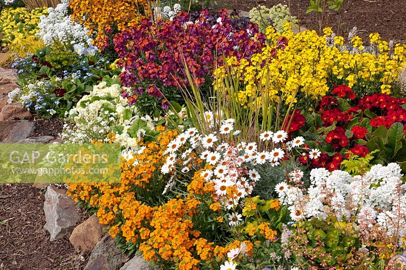 Lit au printemps avec Erysimum Mango Dwarf, Erysimum Winter Orchid, Primula Belarina, Iberis, Leucanthemum 