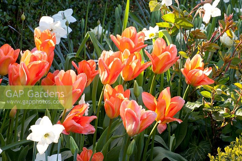 Tulipa Abricot Empereur 