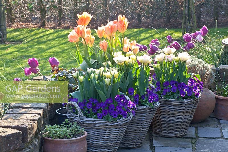 Plantes à bulbes en terrasse, Viola, Tulipa Cartouche, Tulipa Apricot Emperor 