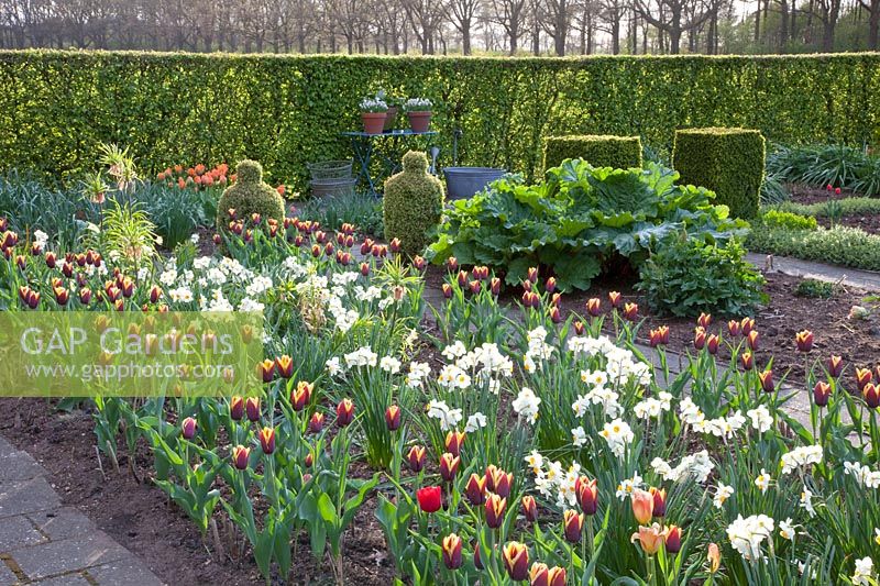 Jardin rural au printemps, Buxus, Géranium Narcissus, Tulipa Gavota, Rheum rhabarbarum 