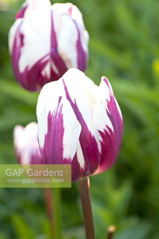 Les tulipes, les préférées de Tulipa Rem 
