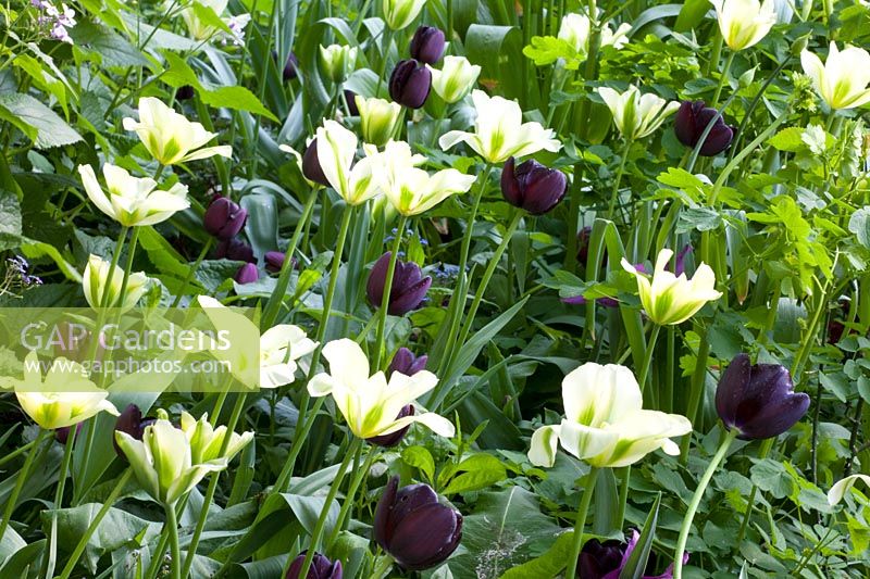 Tulipa Reine de la Nuit, Tulipa Printemps Vert 