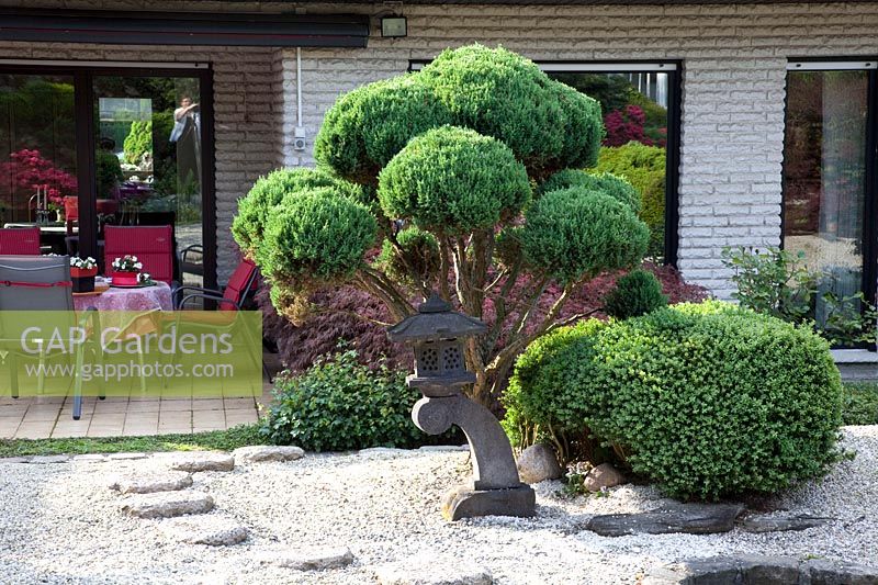 Grand genévrier bonsaï, Juniperus 