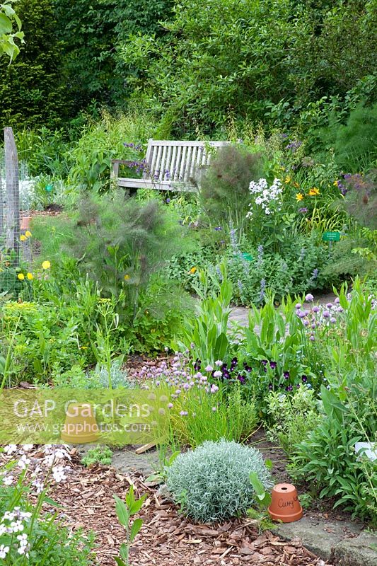 Jardin d'herbes aromatiques avec curry, ciboulette, fenouil, Helichrysum italicum, Allium schoenoprasum, Foeniculum vulgare 