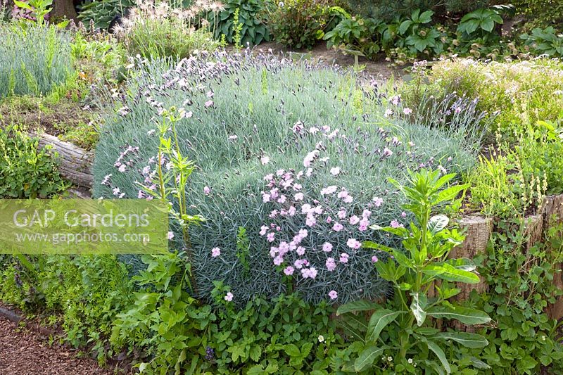 Lit d'herbes aromatiques avec œillet de pivoine, Dianthus gratianopolitanus 