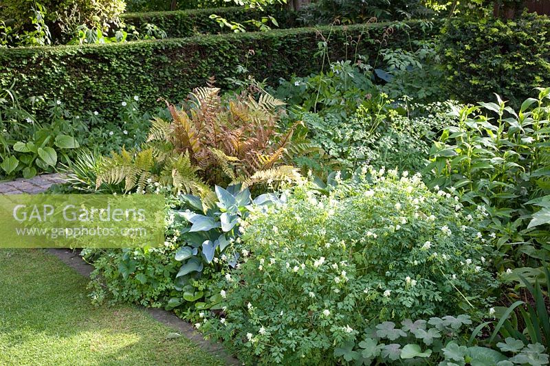 Lit en bordure de buisson, Hosta, Corydalis ochroleuca, Dryopteris erythrosora 