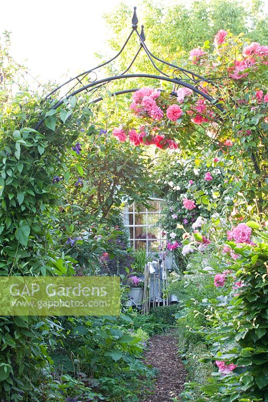 Arche de roses avec rosier grimpant, Rosa Rosarium Uetersen 