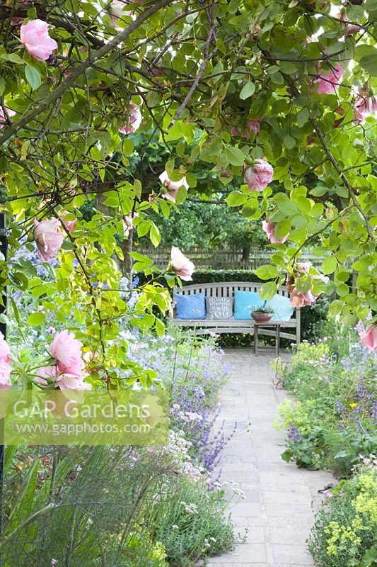 Vue à travers une arche de roses sur un banc, Rosa Compassion 