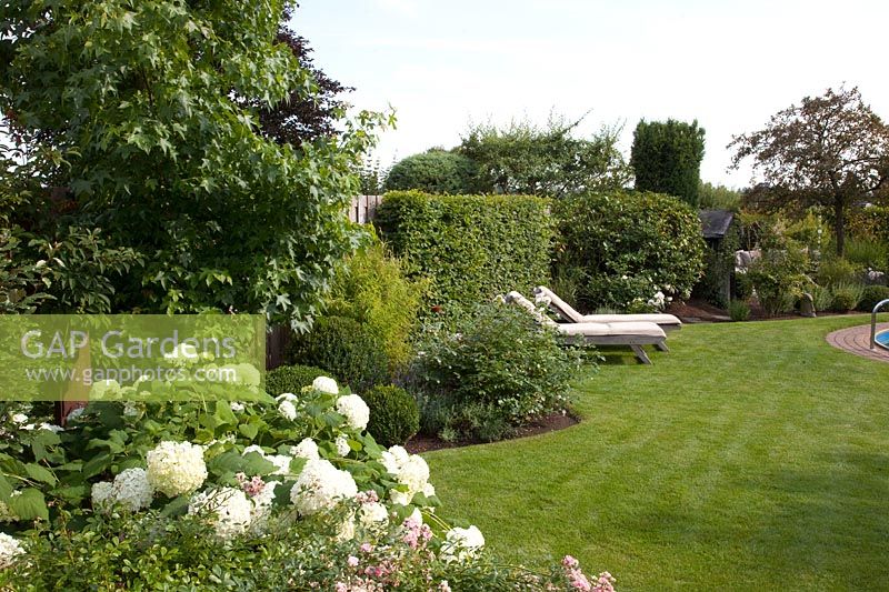 Allongé dans le jardin, hortensia, Hydrangea arborescens Annabelle 