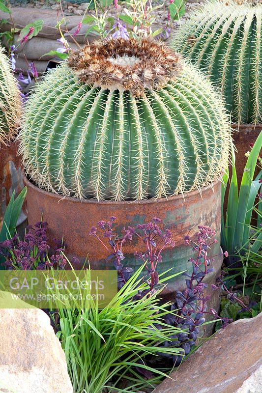 Portrait de cactus dans un vieux tonneau, Echinocactus grusonii 