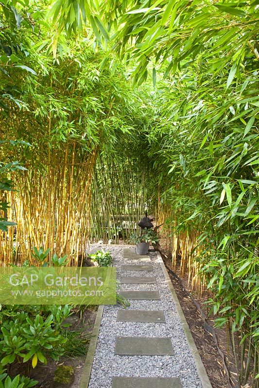 Bosquet de bambous, Phyllostachys 