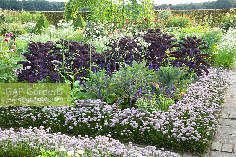 Jardin de chalet à la fin de l'été avec du chou frisé et de l'ail de montagne comme bordure, Brassica oleracea Redbor, Allium senescens 