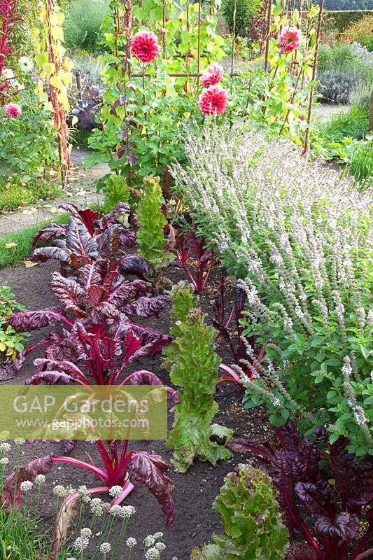 Jardin de chalet à la fin de l'été avec des blettes et du basilic, Beta vulgaris, Ocimum basilicum African White 