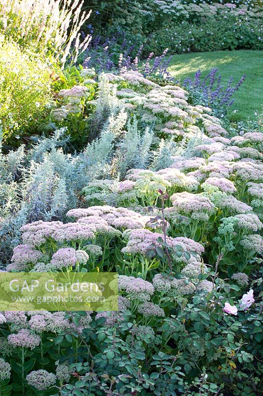 Plate-bande de vivaces à la fin de l'été avec Sedum Autumn Joy, Artemisia ludoviciana Silver Queen 